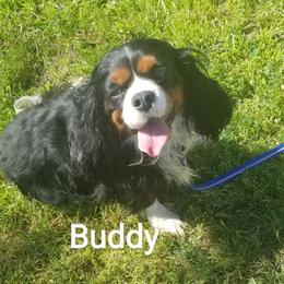 Buddy - Cavalier King Charles Spaniel