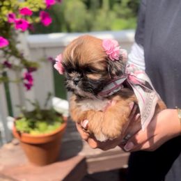 Honey - Tricolor female Shih Tzu puppy in Frederick, Maryland from Shih Tzu Puppy in Maryland