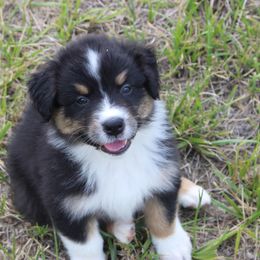 Australian Shepherd and Soft Coated Wheaten Terrier Puppies from Ironwood Ridge Kennels