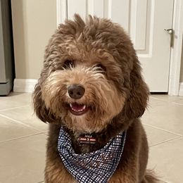 Nole - Australian Labradoodle
