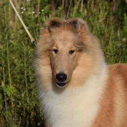 Hemi - Collie
