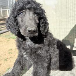 Clyde - Silver male Poodle puppy in Meadowbrook, California from Standard Poodle Pups