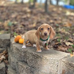 AKC Meet Gus :) - Cream male Dachshund puppy in Centerville, Iowa from Barnyard Dachshunds, Dals & Doodles