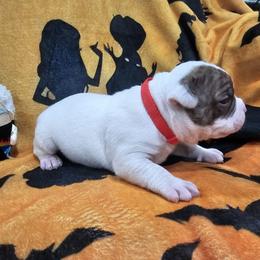 Morphious - White and red male American Bulldog puppy in Homestead, Florida from BackyardfinestBullys