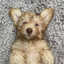 Dior - Goldendoodle