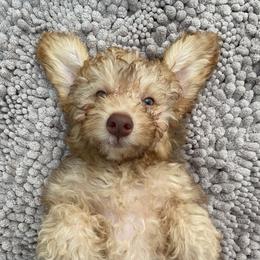 Dior - Goldendoodle