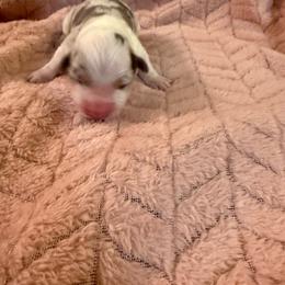 Lilly - Blue merle and white female American Corgi puppy in Decatur, Texas from Bar S Corgis