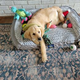Goldendoodle and Golden Retriever Puppies from A Golden Summer