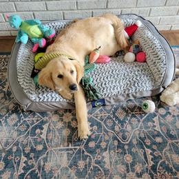 Goldendoodle and Golden Retriever Puppies from A Golden Summer