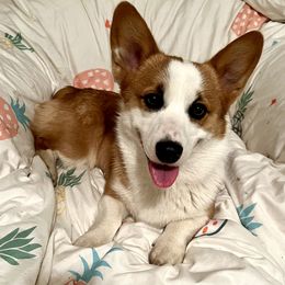 Pembroke Welsh Corgis from OhanaCorgis LLC