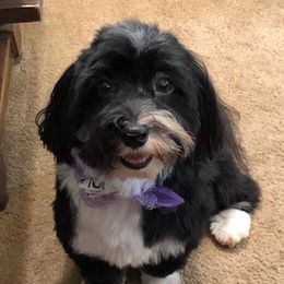 Havanese All Grown Up from Heart Of My Heart Havanese