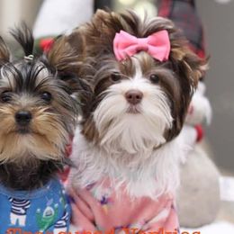Yorkshire Terriers from Treasured Yorkie