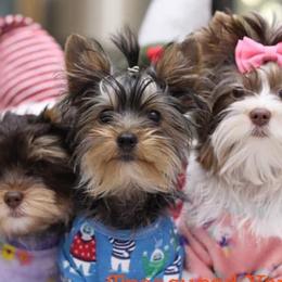 Yorkshire Terriers from Treasured Yorkie