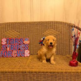 Yellow Collar - Golden female Golden Retriever puppy in Monroe, Tennessee from Golden Girls Furever Friends