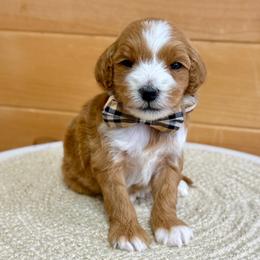 K-Blue Boy - Red  male Goldendoodle puppy in Lewisville, Texas from Texas Goldendoodle Lovers