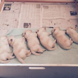 Golden Retriever Puppies from Brew Bayou Golden's