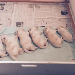 Golden Retriever Puppies from Brew Bayou Golden's