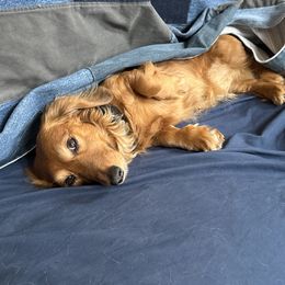 Nugget - Dachshund