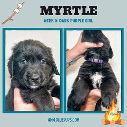 Myrtle - female Golden Mountain Dog puppy in Boiling Springs, South Carolina from OlliePups, LLC