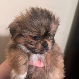 Teddy - Brindle male Shih Tzu puppy in Azusa, California from RJ Shih Tzu lover