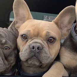 Azalea - French Bulldog