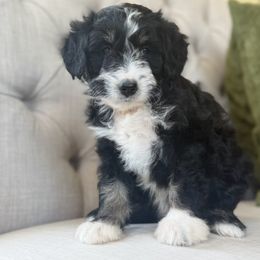 Ontario - Black tri-color female Aussiedoodle puppy in Granbury, Texas from Triple Cross Doodles