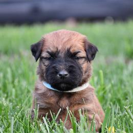 Snickers - Wheaten male Soft Coated Wheaten Terrier puppy in Kirksville, Missouri from BellSharps Australian Shepherds