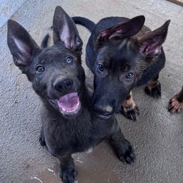 Ash - Silver brindle male Dutch Shepherd puppy in Atlanta, Georgia from Elyon Kennels
