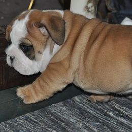 Bulldog Puppies from Flobama English Bulldogs