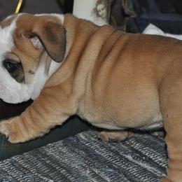 Bulldog Puppies from Flobama English Bulldogs