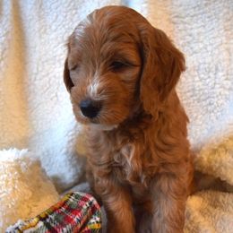 Goldendoodle Puppies from BB Doodles