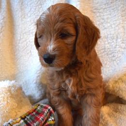 Goldendoodle Puppies from BB Doodles