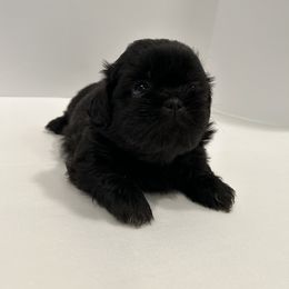Shih Tzu Puppies from Moore Shih Tzus