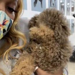 Cockapoo and Poodle Puppies from Nikol Nik