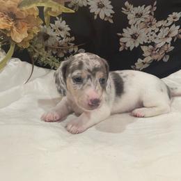 Dapple Boy - Blue and cream male Dachshund puppy in California from Wild Weenies - Dachshund Ranch