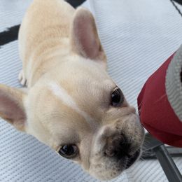 French Bulldog Puppies from Holly Womer