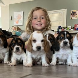 Basset Hound Puppies from Breeze Basset Hounds