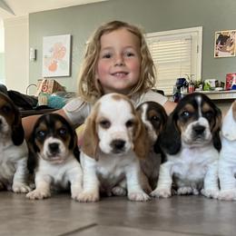 Basset Hound Puppies from Breeze Basset Hounds