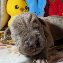 Light blue collar: Moss - Gray male Cane Corso puppy in Franktown, Colorado from Earth and Ship Cane Corso