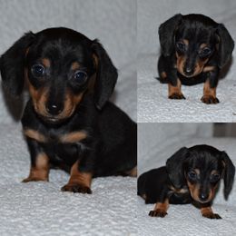 Dachshund Puppies from Bulldach Kennels AZ