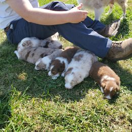 Australian Shepherd Puppies from Brouillard Farm