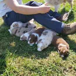 Australian Shepherd Puppies from Brouillard Farm