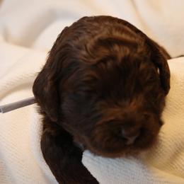 Cupcake (Pale Blue collar) - Chocolate female Goldendoodle puppy in Seattle, Washington from Dream Lake Doodles