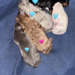 AKC Chocolate and tan dapple - Dapple female Dachshund puppy in Indian Trail, North Carolina from Hilda’s Teenie Weenies