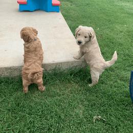 Goldendoodle Puppies from Rockin R Doodles
