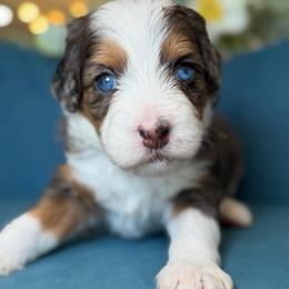 Palmer - Tri-color female Bernedoodle puppy in Yuciapa, California from AlltheDoodlez_
