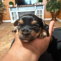 Boy 2 - Black and gold male Yorkshire Terrier puppy in Pomona, California from Lunio's Yorkies