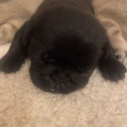 Pug Puppies from West Georgia Pugs