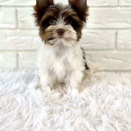 Milo - Chocolate tan and white male Biewer Terrier puppy in Greenwood, South Carolina from Sweet Southern Puppies