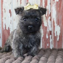 Camilla - Black brindle female Cairn Terrier puppy in Goshen, Indiana from Linda’s Lovable Pups